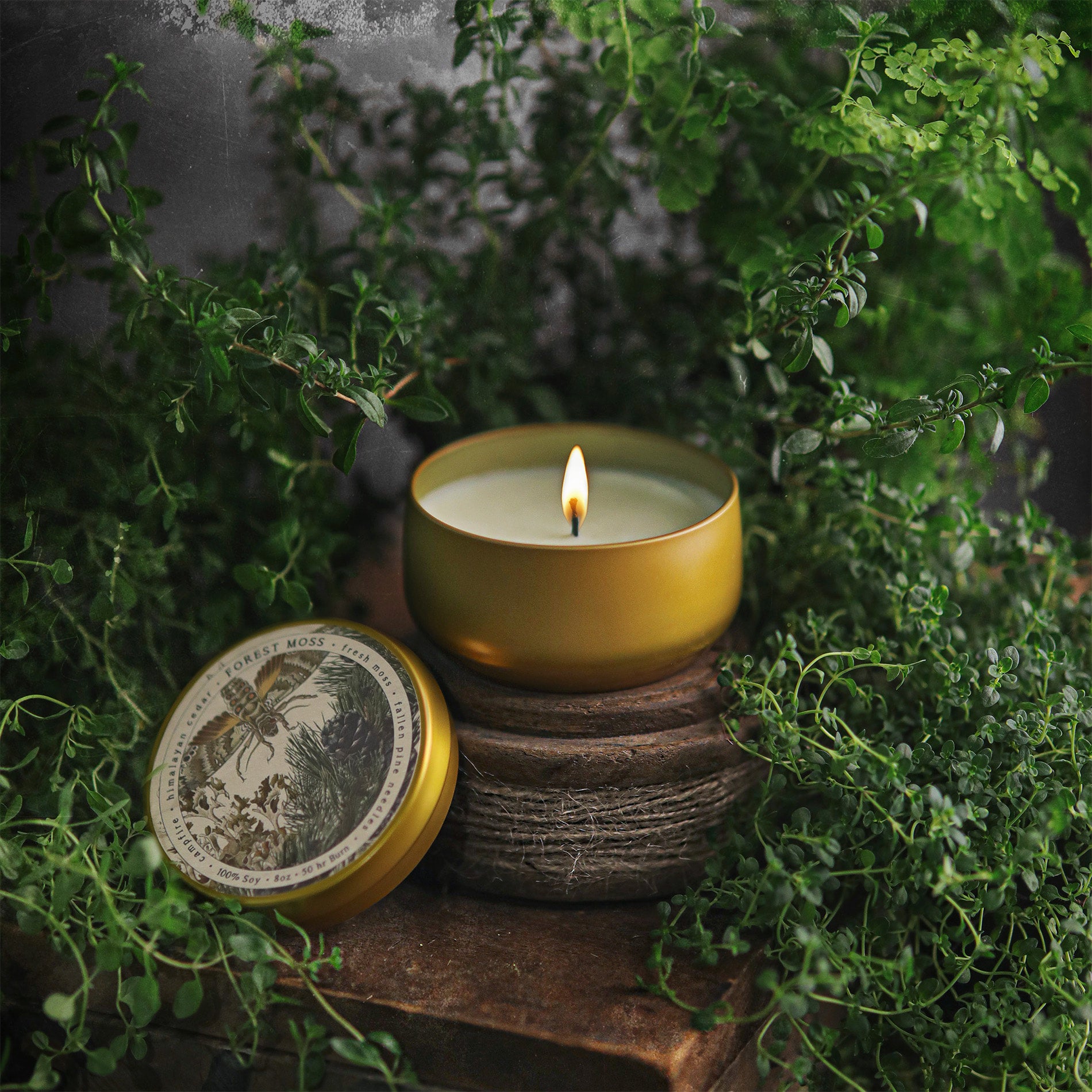 Mushroom Magic Candle (Citrus & Forest Moss)